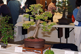 Bonsai